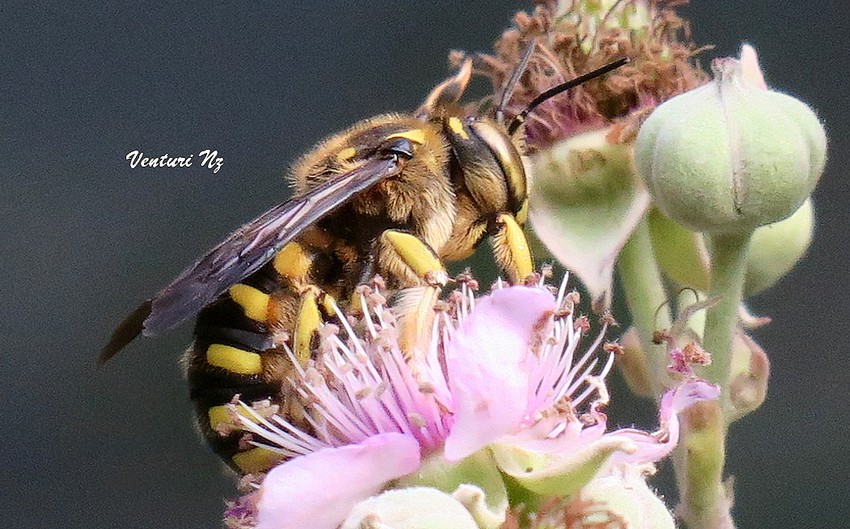 Anthidium florentinum?